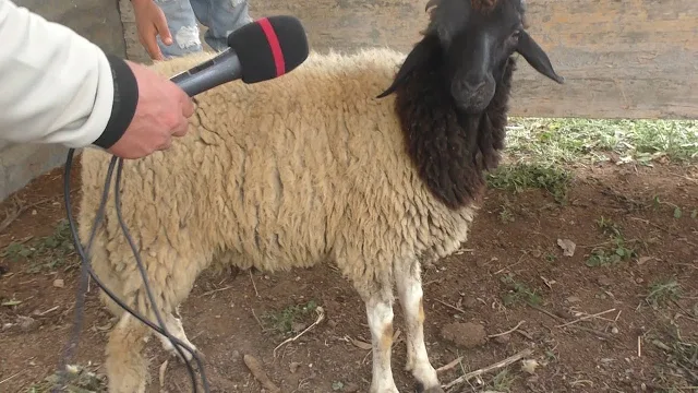 غرفة القصابين : معدل سعر خروف العيد في حدود 1500 دينار